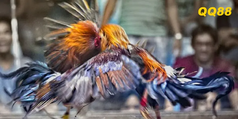 Hướng Dẫn Chơi Đá Gà QQ88 Chi Tiết Cho Người Mới 2025 1 Sơ lược về đá gà QQ88 cho người mới tham gia